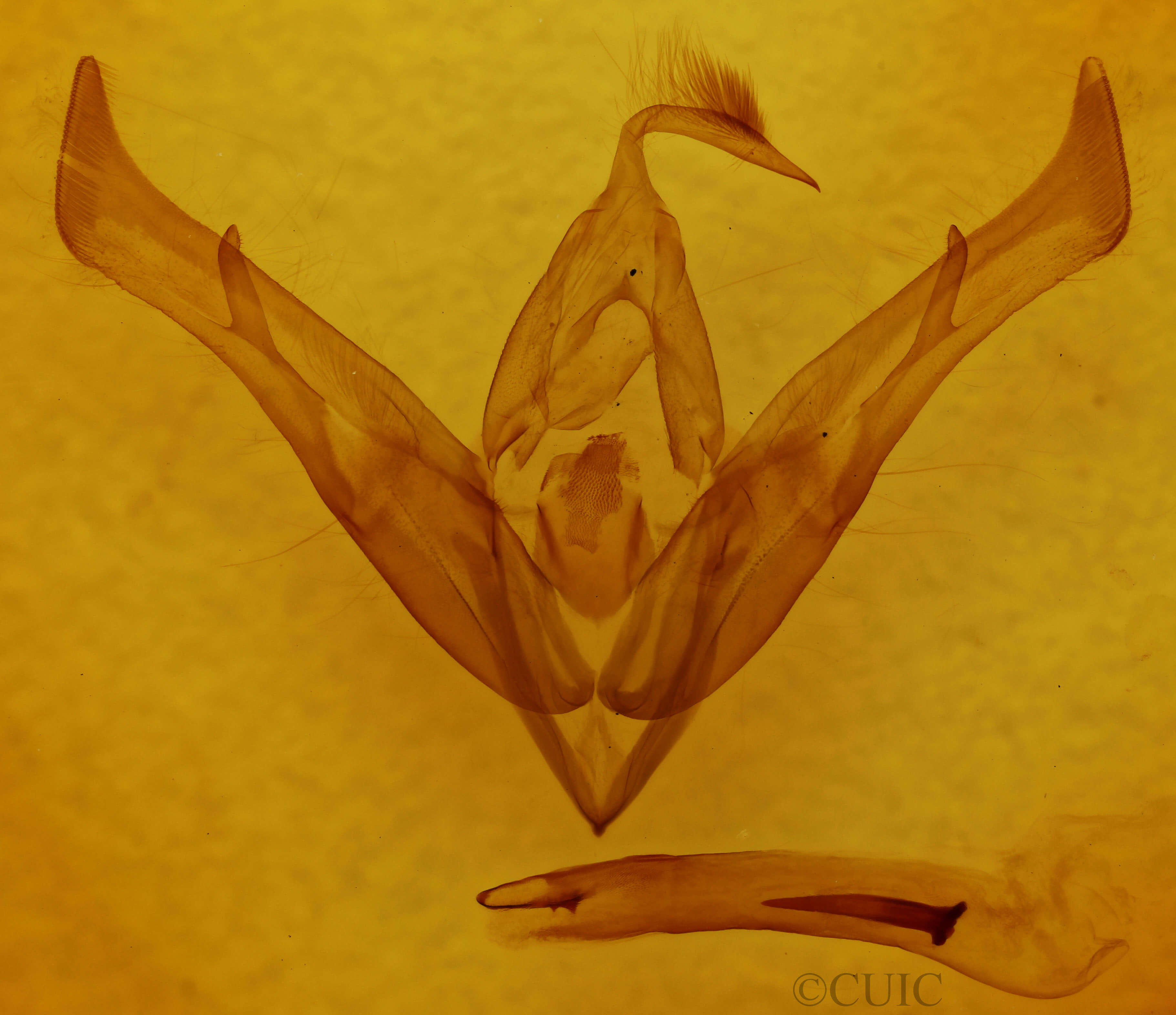 genitalia view of adult Cucullia omissa