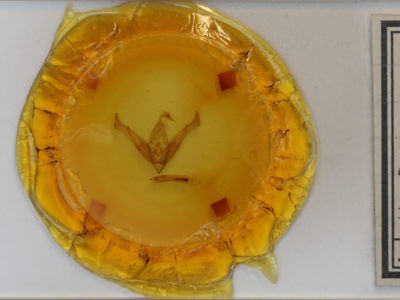 slide view of adult Cucullia omissa