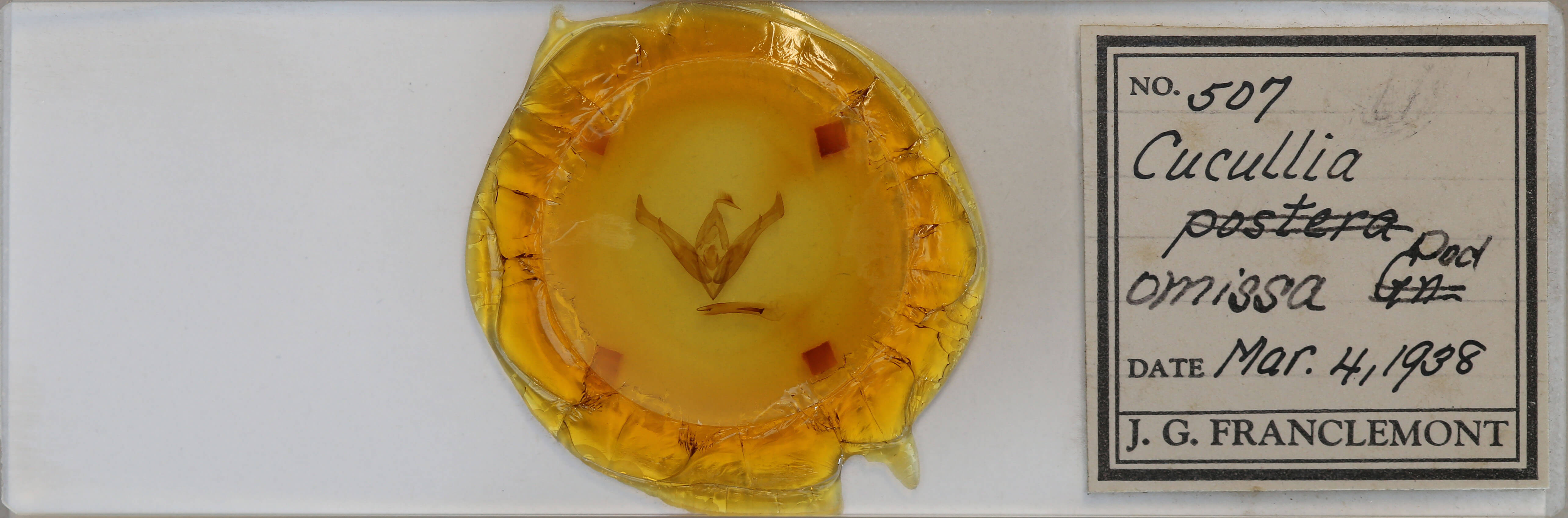 slide view of adult Cucullia omissa