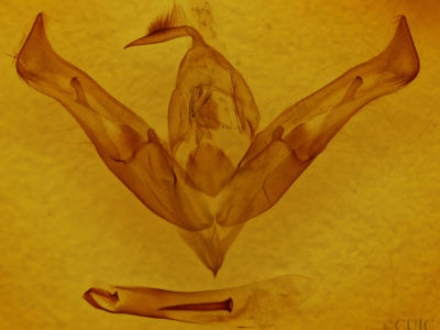 genitalia view of adult Ianassa coloradensis