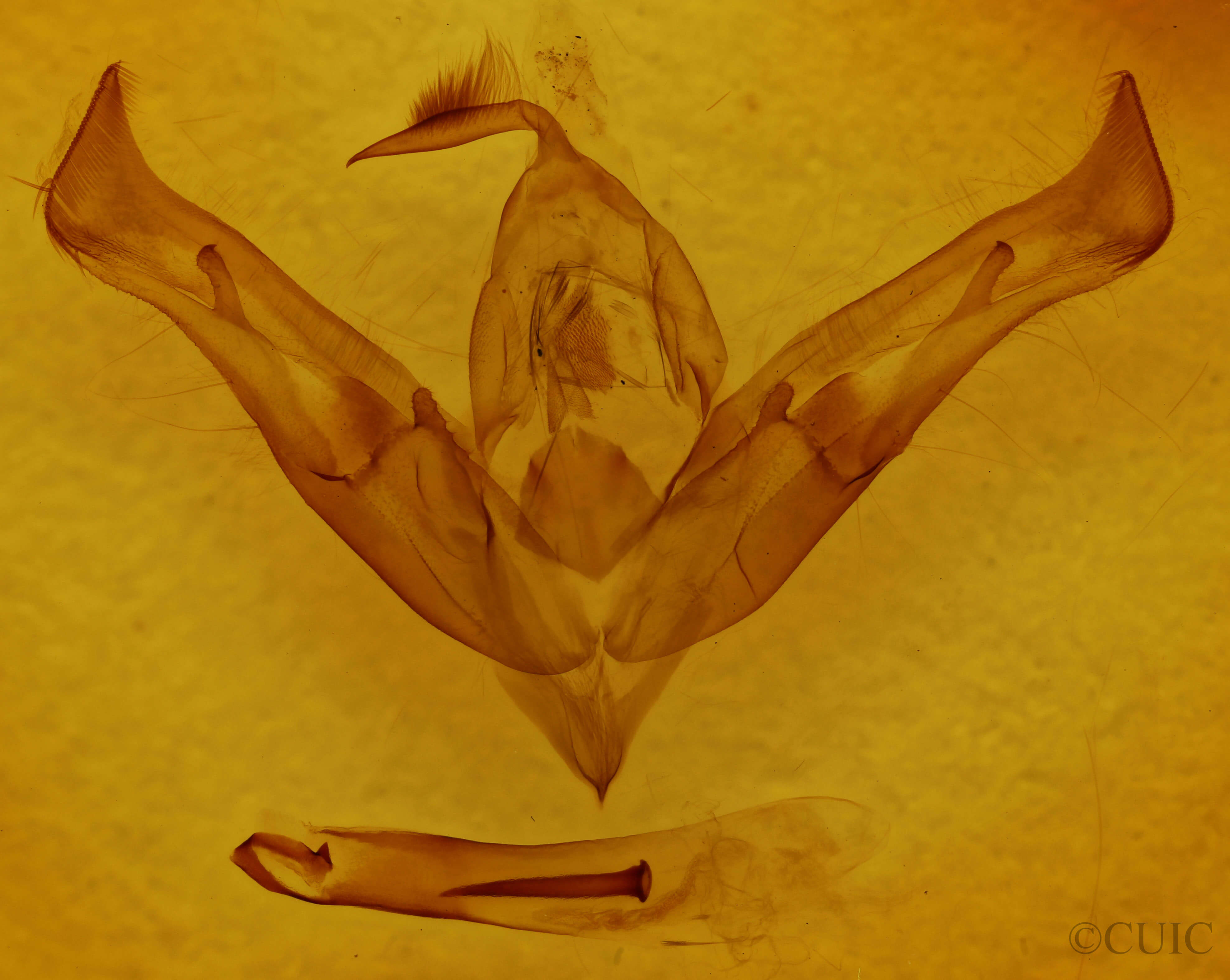 genitalia view of adult Ianassa coloradensis