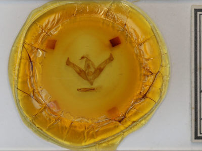 slide view of adult Ianassa coloradensis