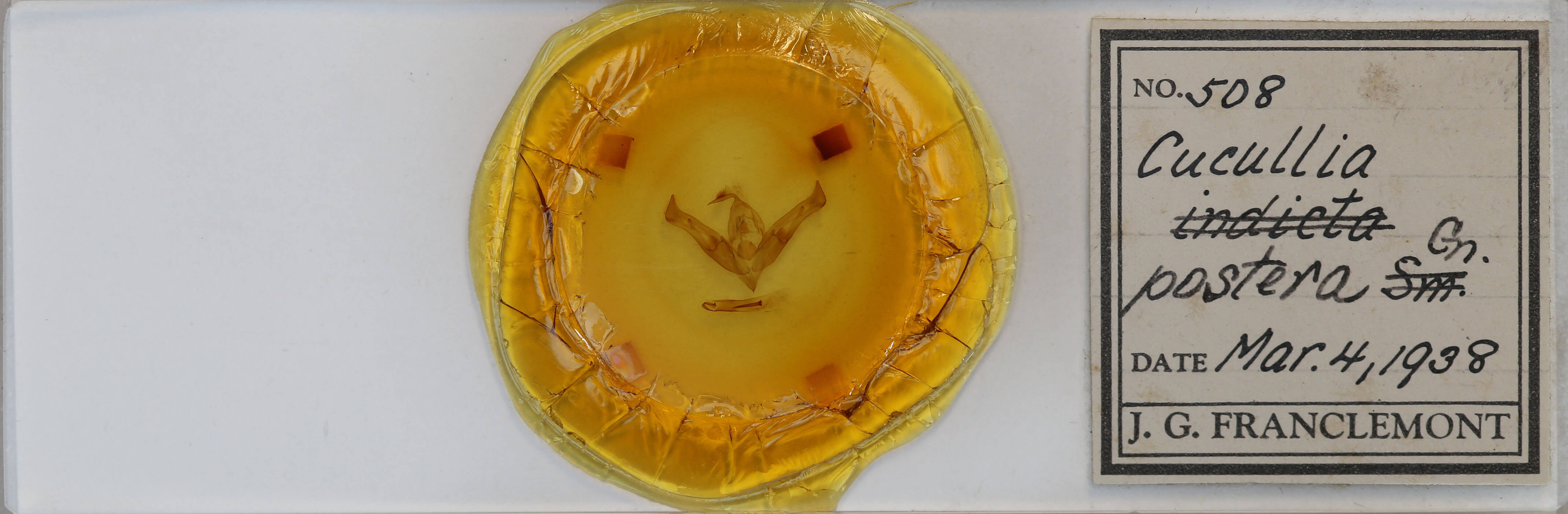 slide view of adult Ianassa coloradensis