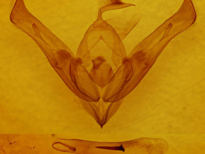 genitalia view of adult Cucullia similaris
