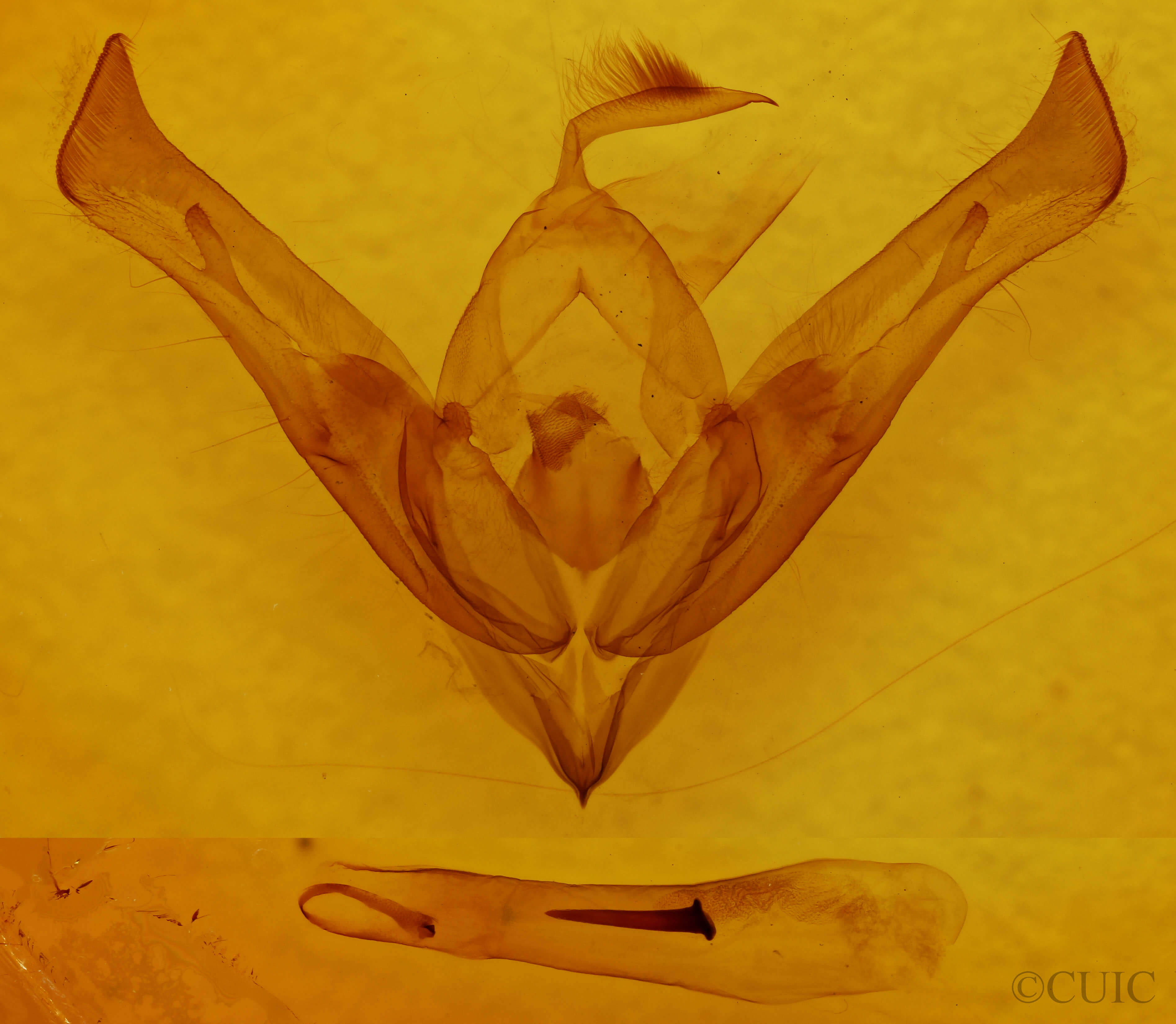 genitalia view of adult Cucullia similaris