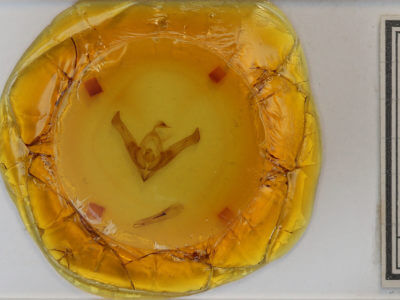 slide view of adult Cucullia similaris