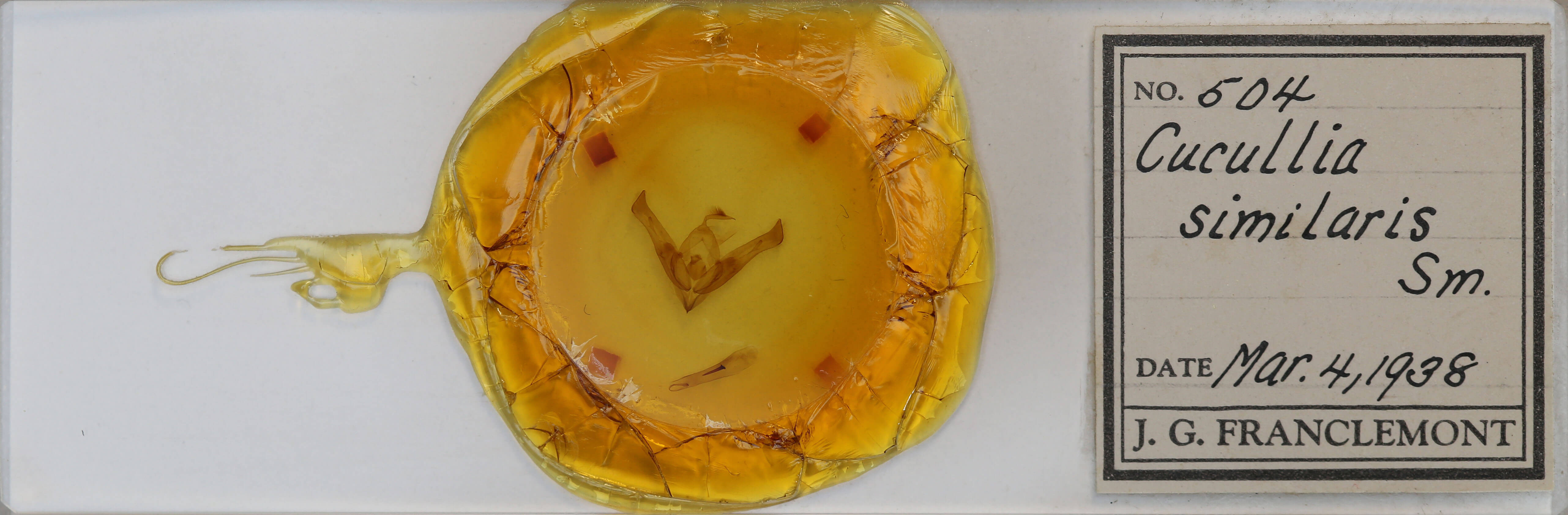 slide view of adult Cucullia similaris