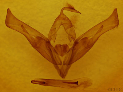 genitalia view of adult Cucullia similaris