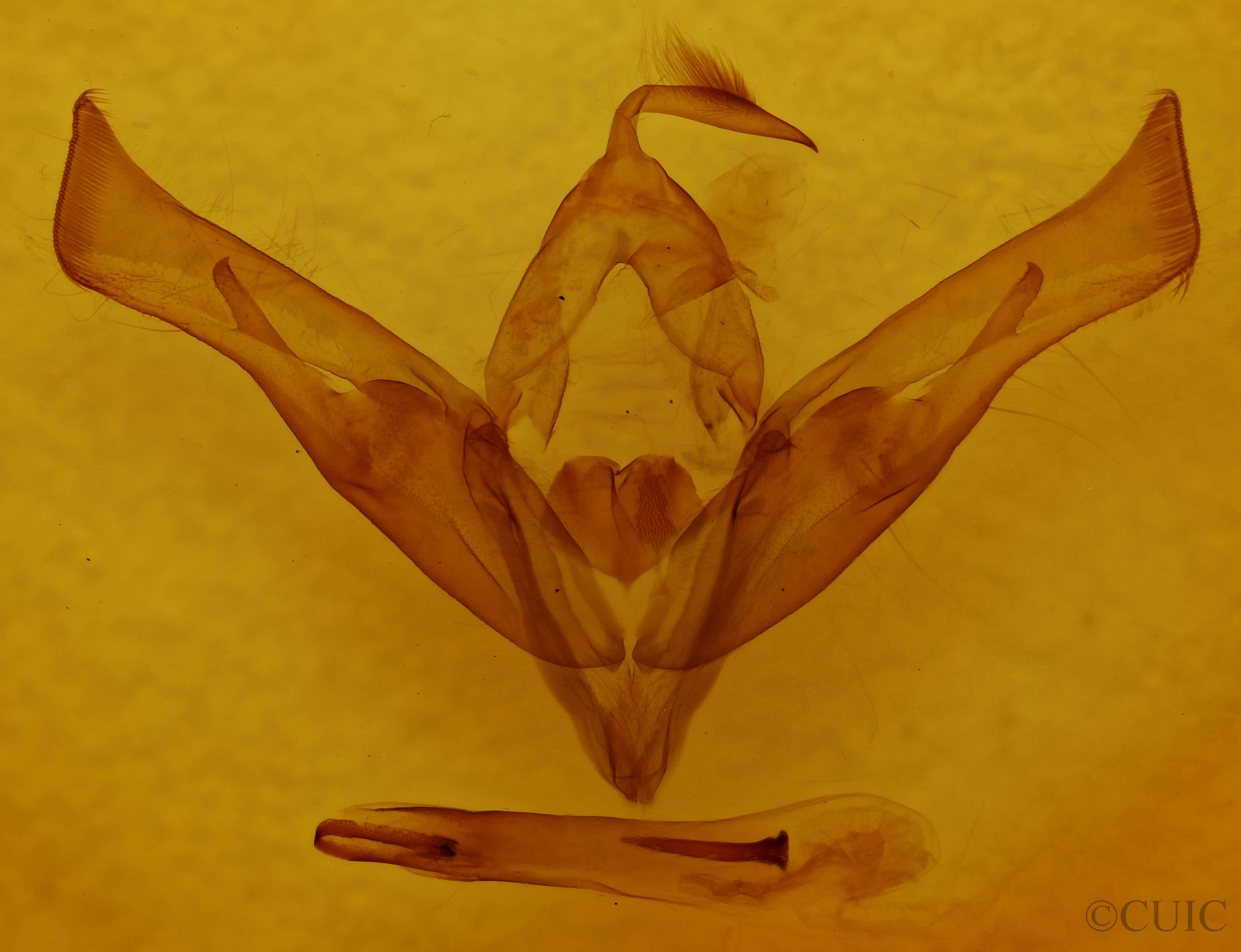 genitalia view of adult Cucullia similaris