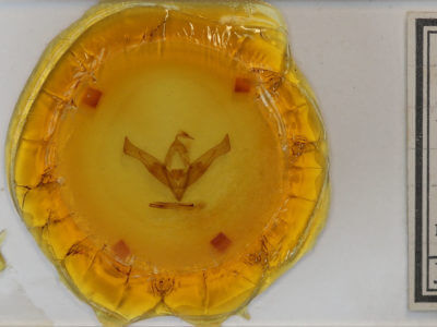 slide view of adult Cucullia similaris