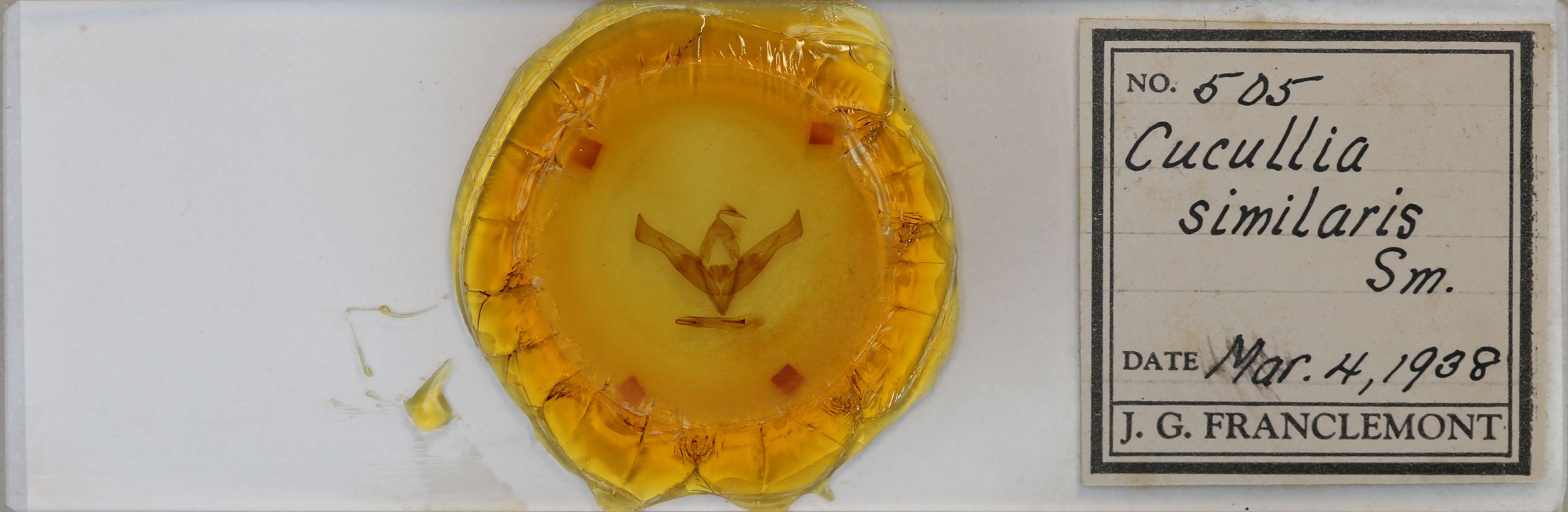 slide view of adult Cucullia similaris