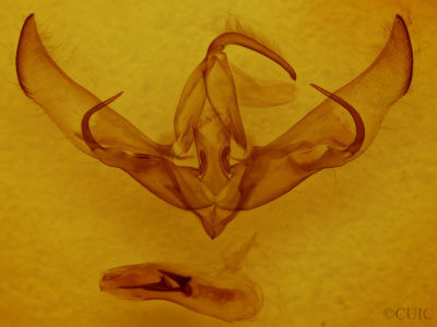 genitalia view of adult Cucullia speyeri