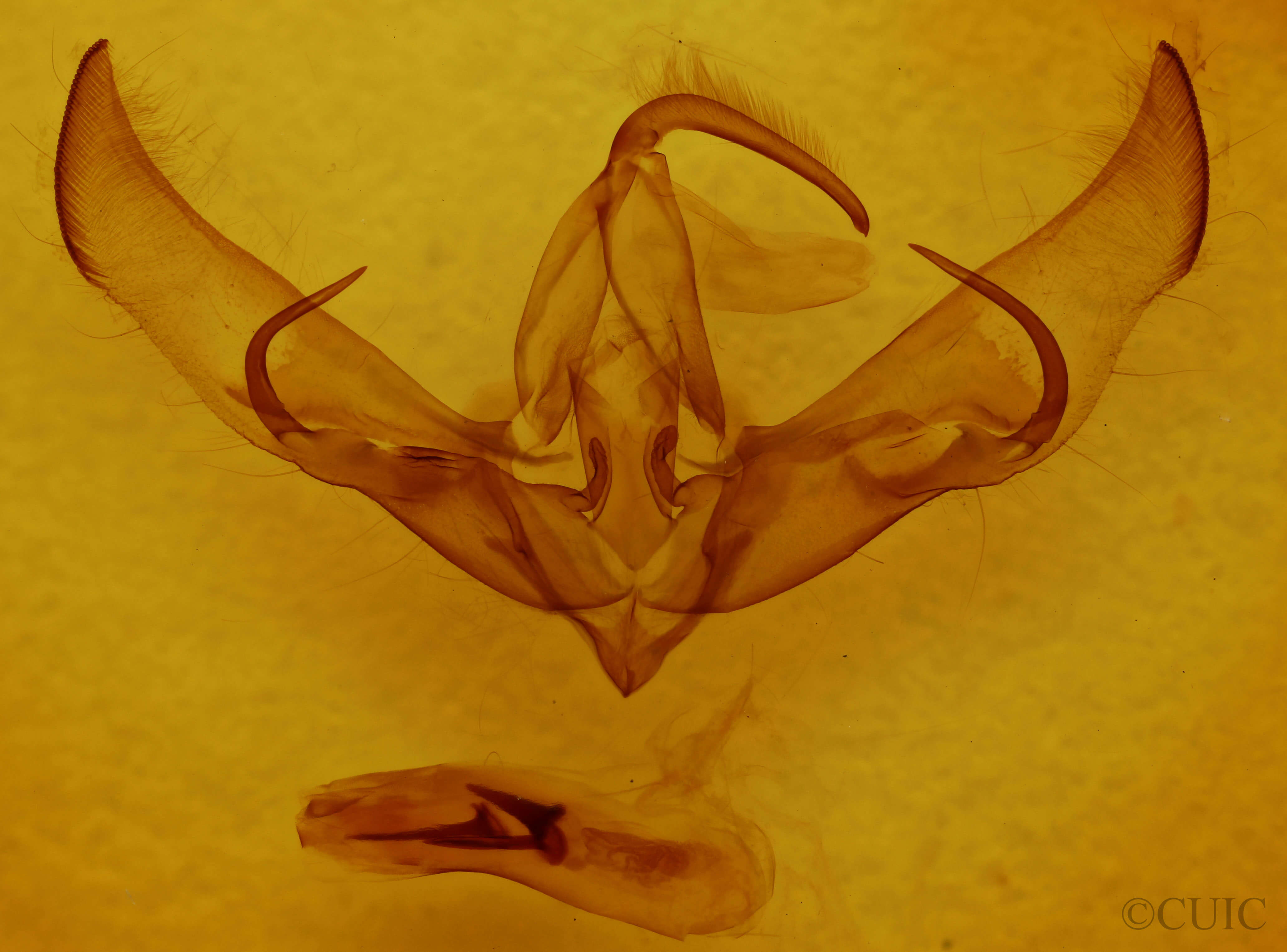 genitalia view of adult Cucullia speyeri