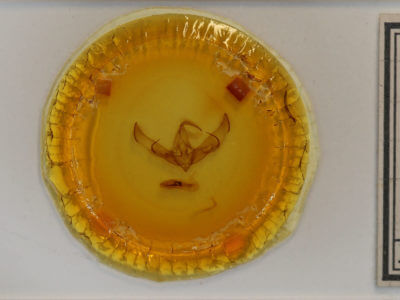 slide view of adult Cucullia speyeri