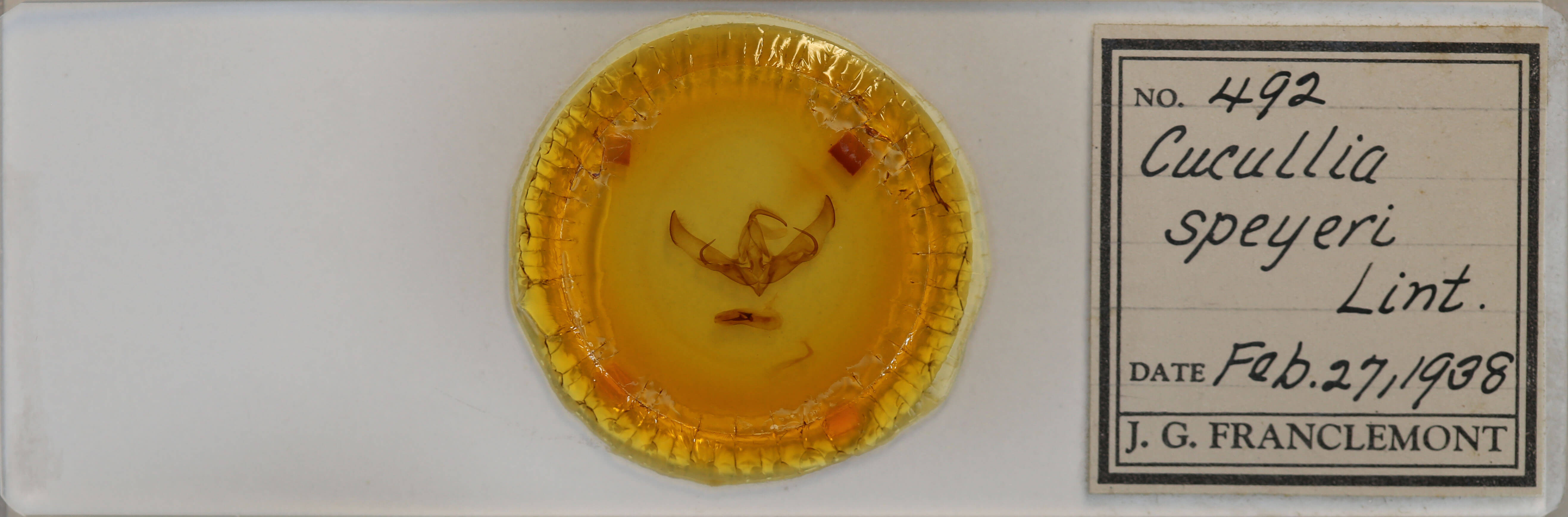 slide view of adult Cucullia speyeri