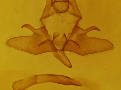 genitalia view of adult Dasychira plagiata