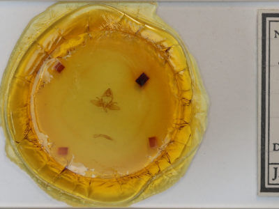 slide view of adult Dasychira plagiata