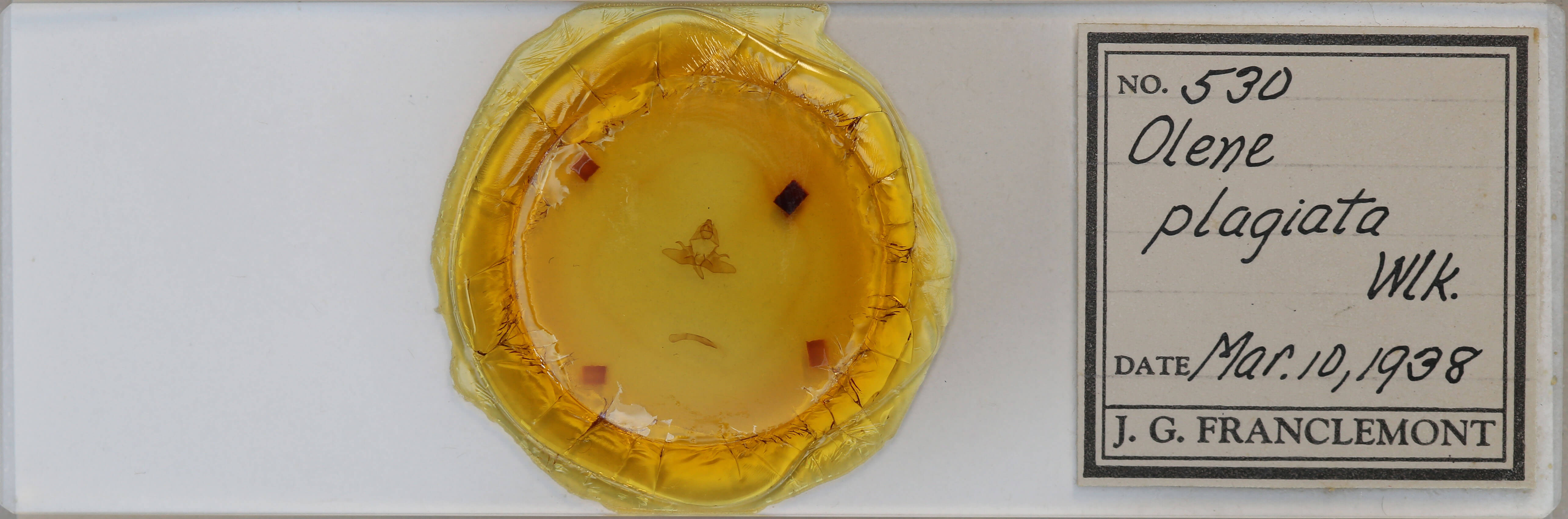 slide view of adult Dasychira plagiata