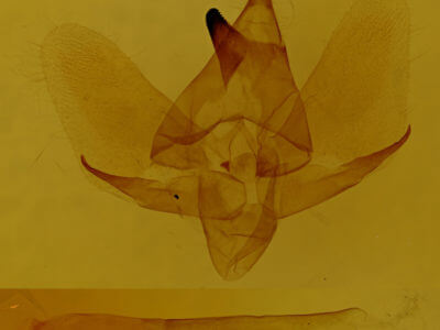 genitalia view of adult Deidamia inscriptum