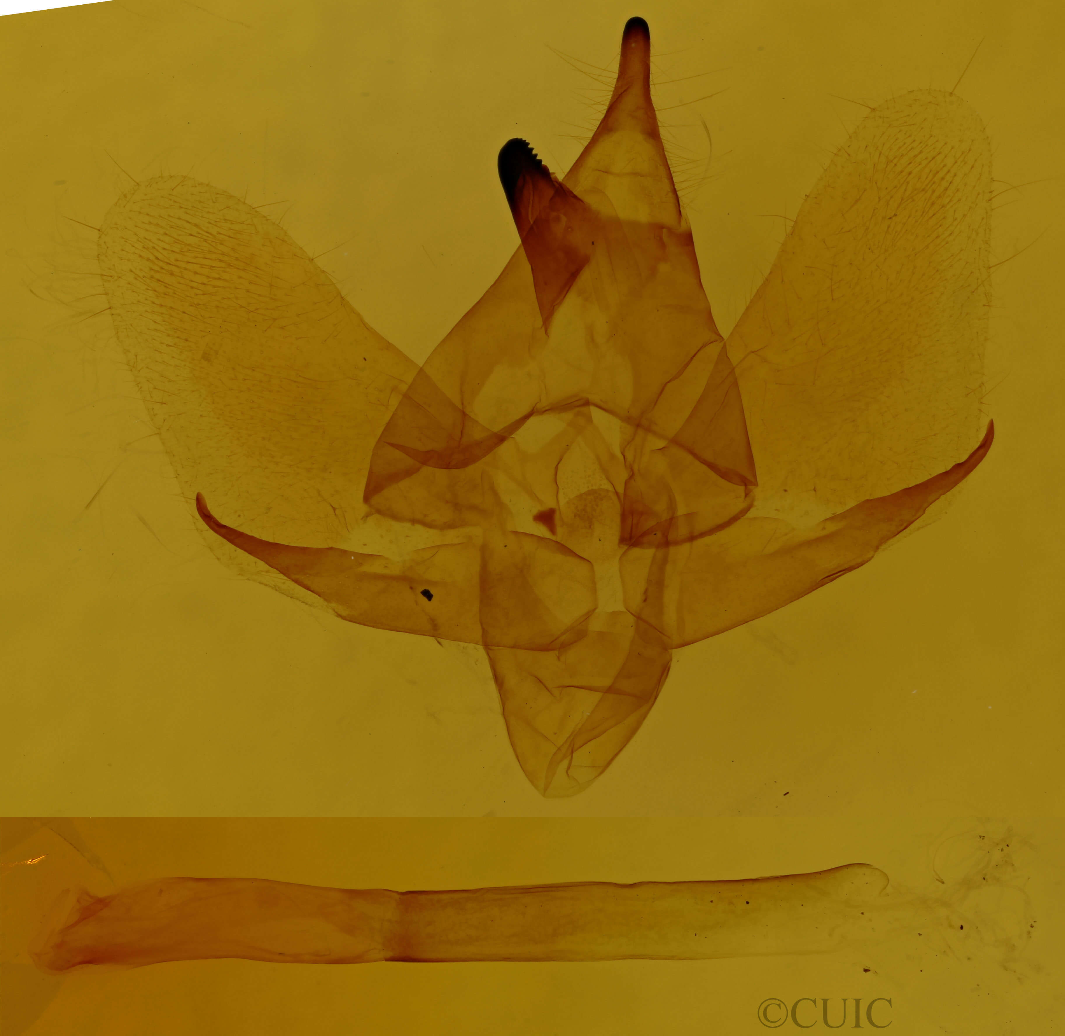genitalia view of adult Deidamia inscriptum