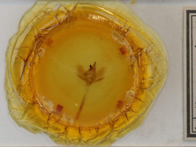 slide view of adult Deidamia inscriptum