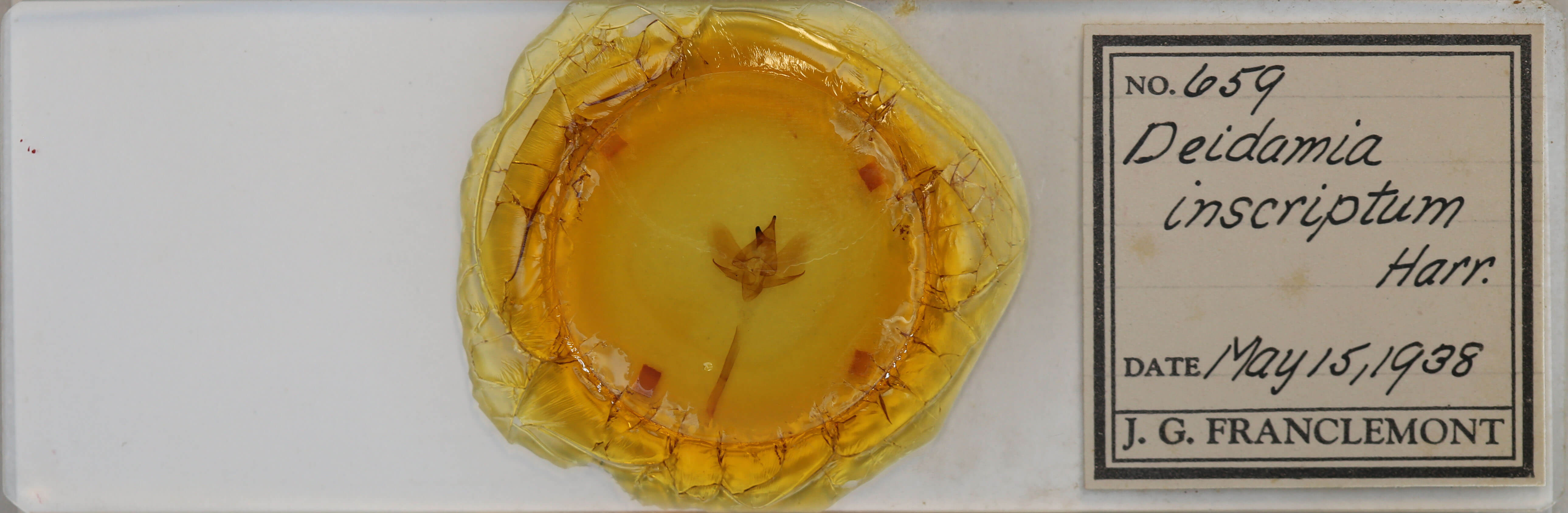 slide view of adult Deidamia inscriptum