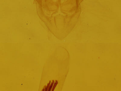 genitalia view of adult Cabera erythemaria
