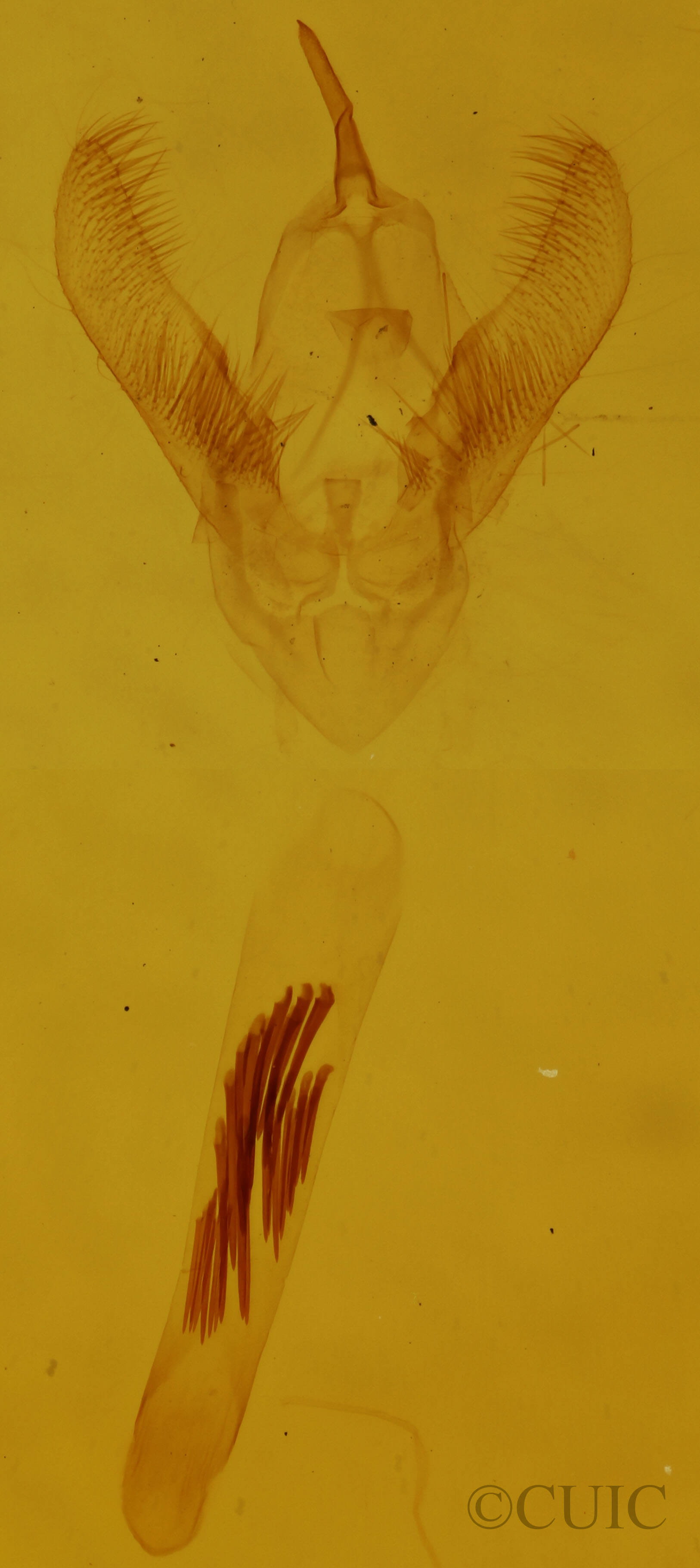 genitalia view of adult Cabera erythemaria