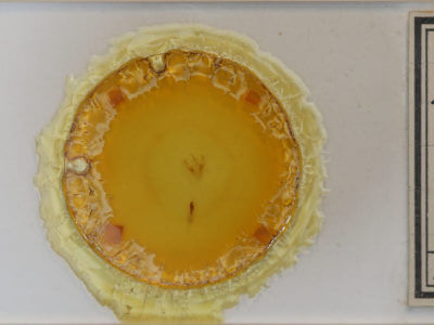 slide view of adult Cabera erythemaria