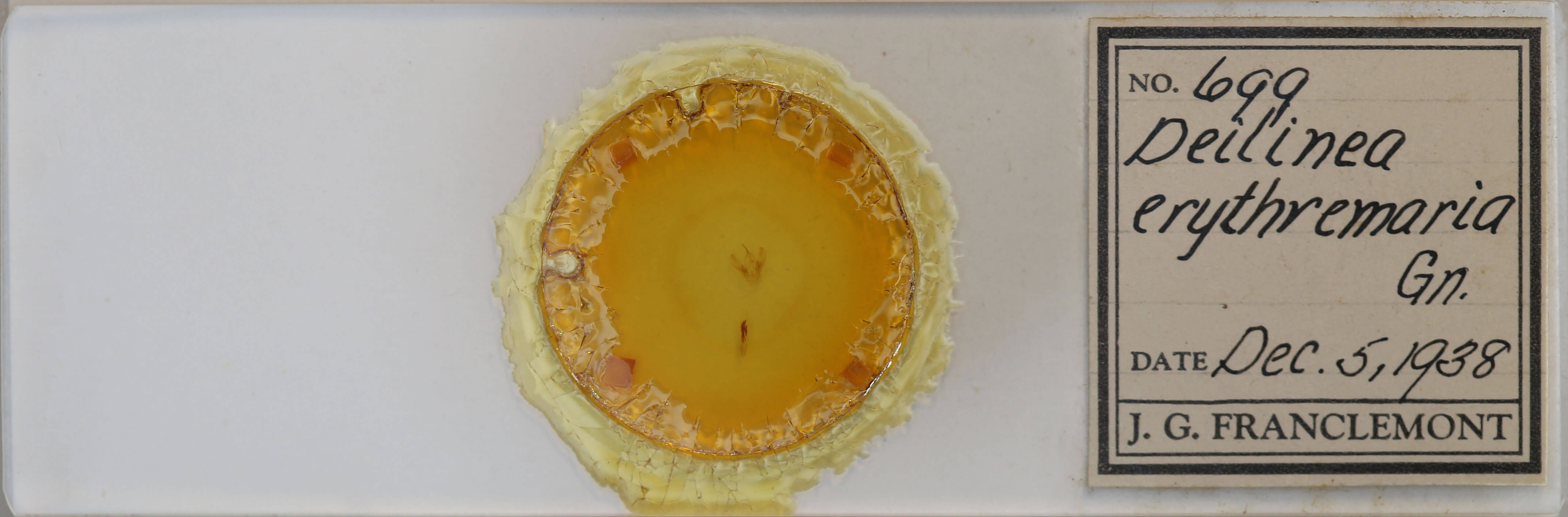 slide view of adult Cabera erythemaria