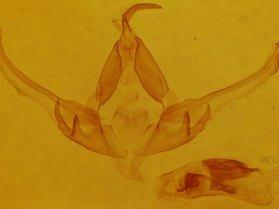 genitalia view of adult Dolocucullia dentilinea