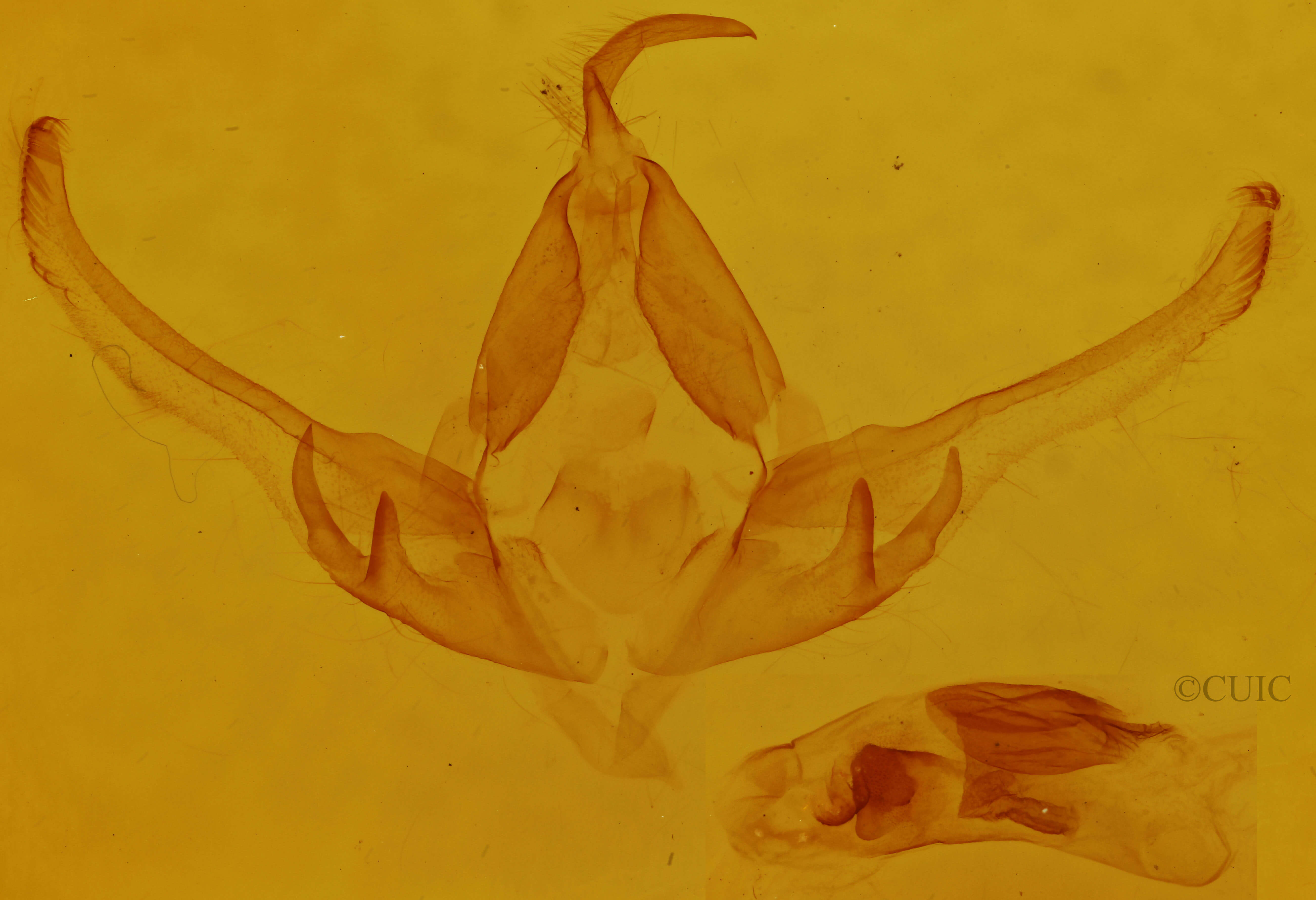 genitalia view of adult Dolocucullia dentilinea