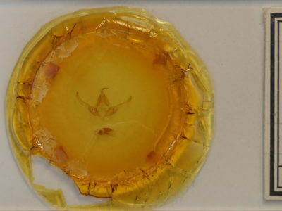 slide view of adult Dolocucullia dentilinea