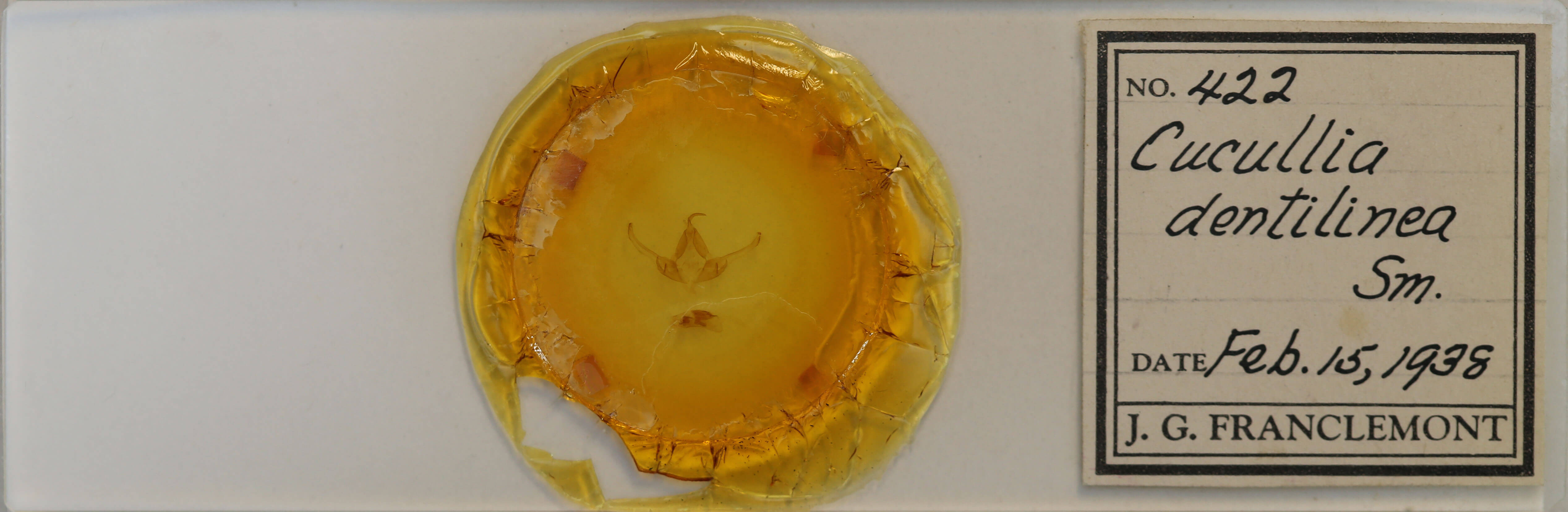 slide view of adult Dolocucullia dentilinea