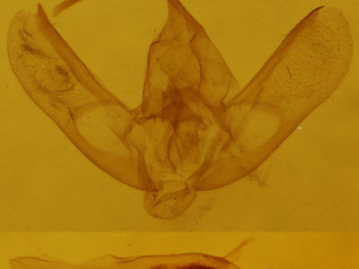 genitalia view of adult Anticlea vasiliata