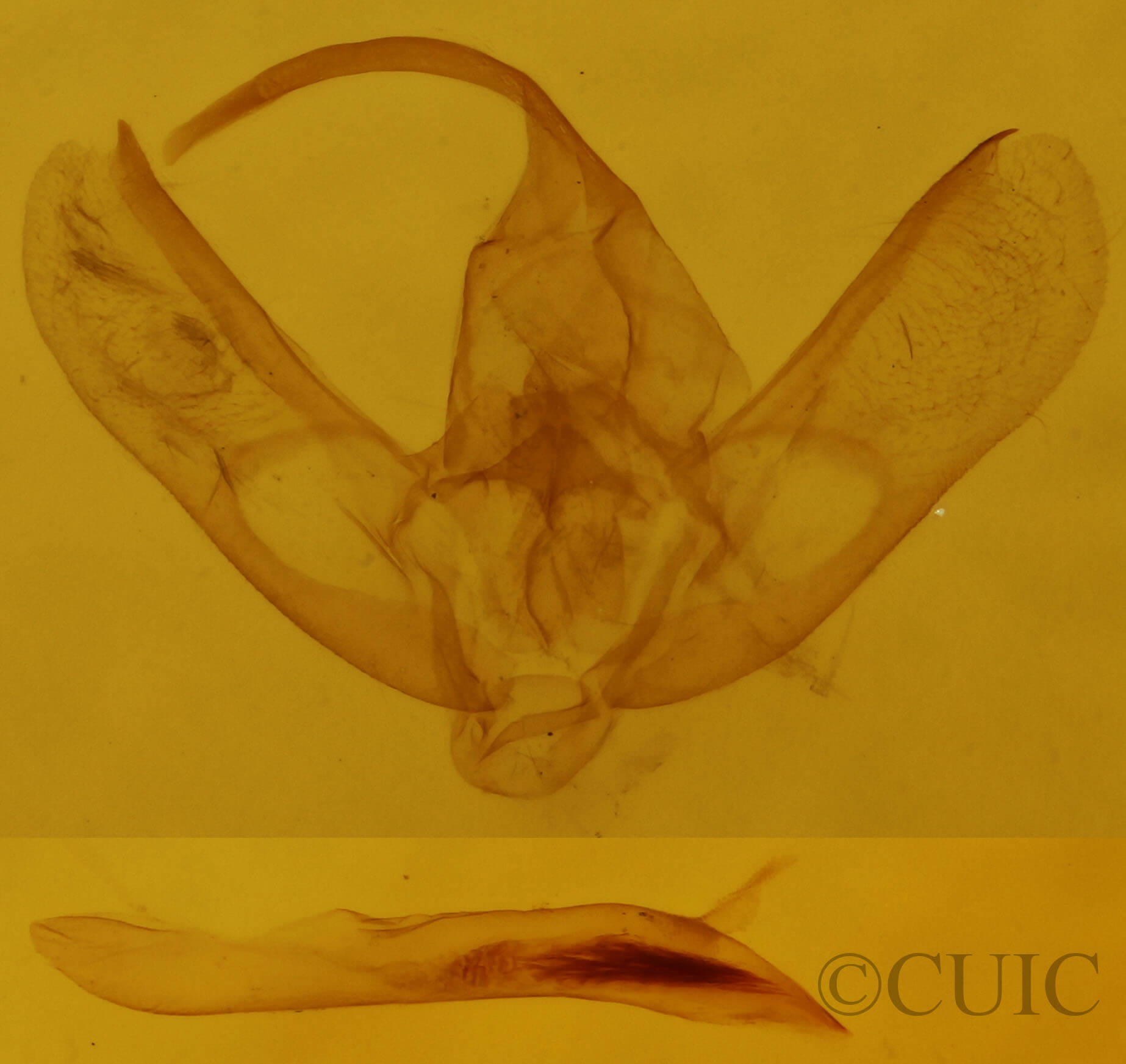 genitalia view of adult Anticlea vasiliata