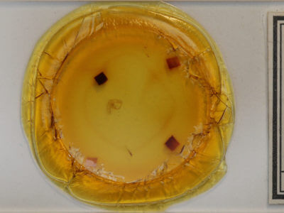 slide view of adult Anticlea vasiliata