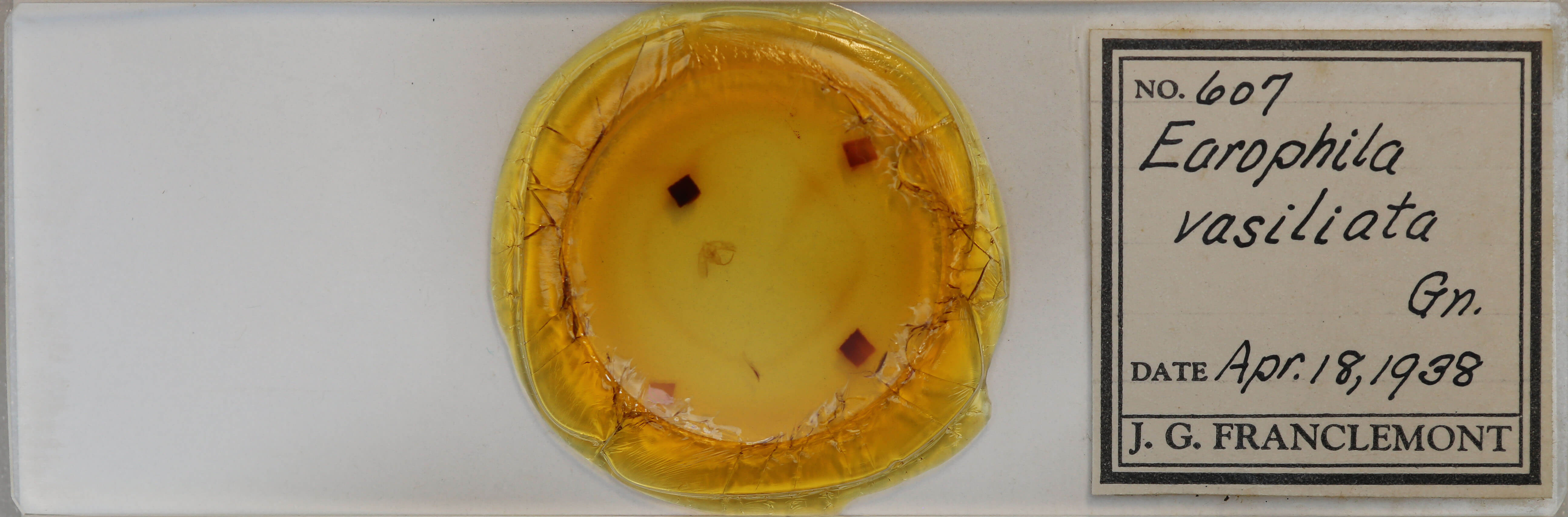 slide view of adult Anticlea vasiliata