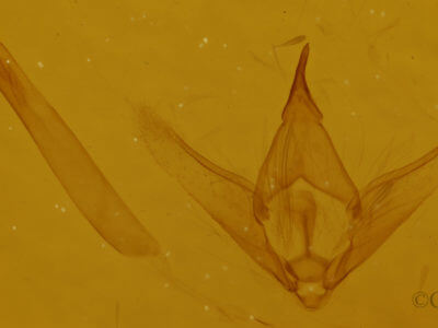genitalia view of adult Ectropis crepuscularia