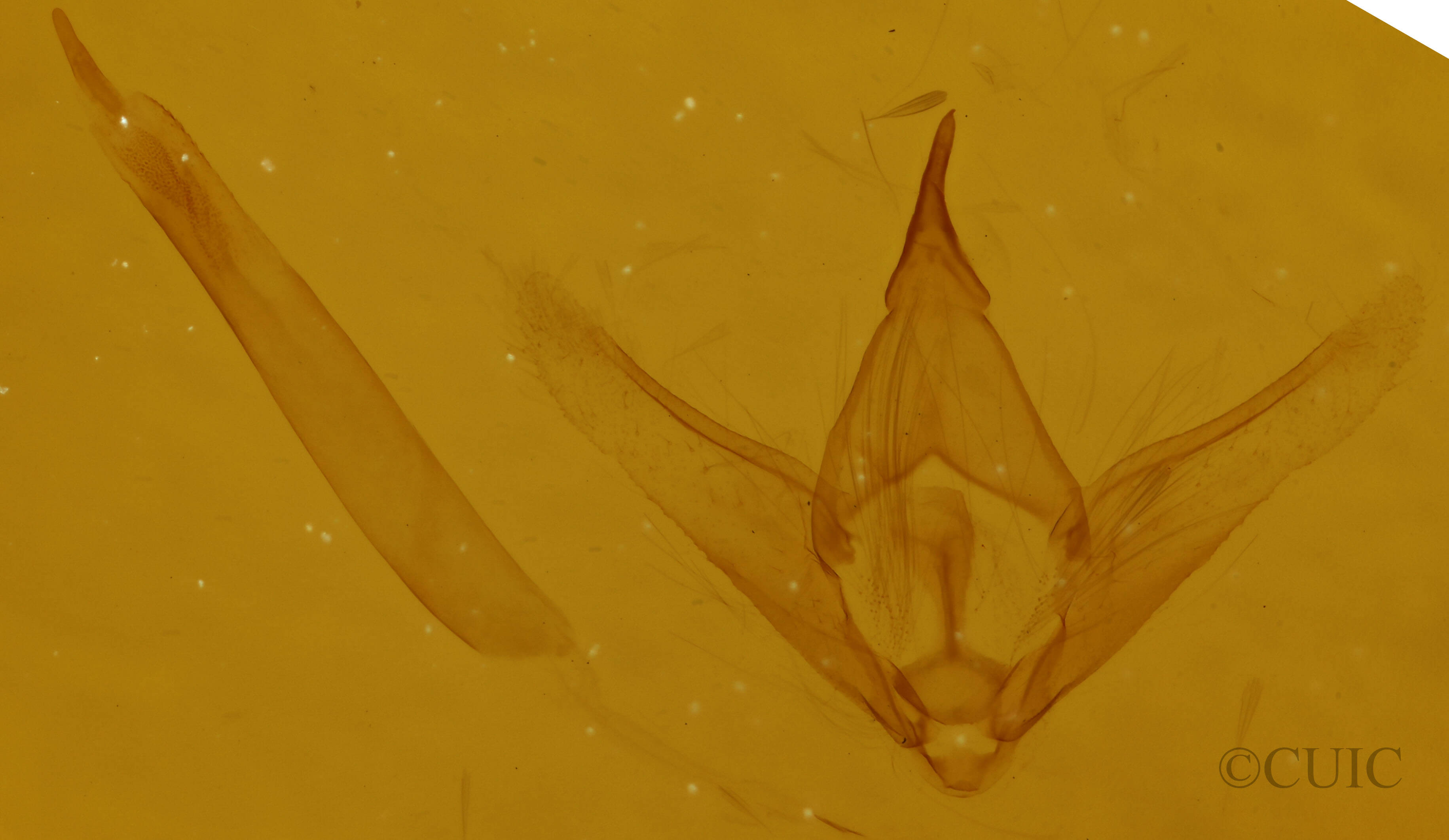 genitalia view of adult Ectropis crepuscularia