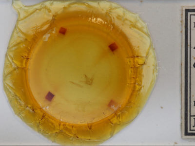 slide view of adult Ectropis crepuscularia