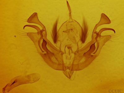 genitalia view of adult Morrisonia latex