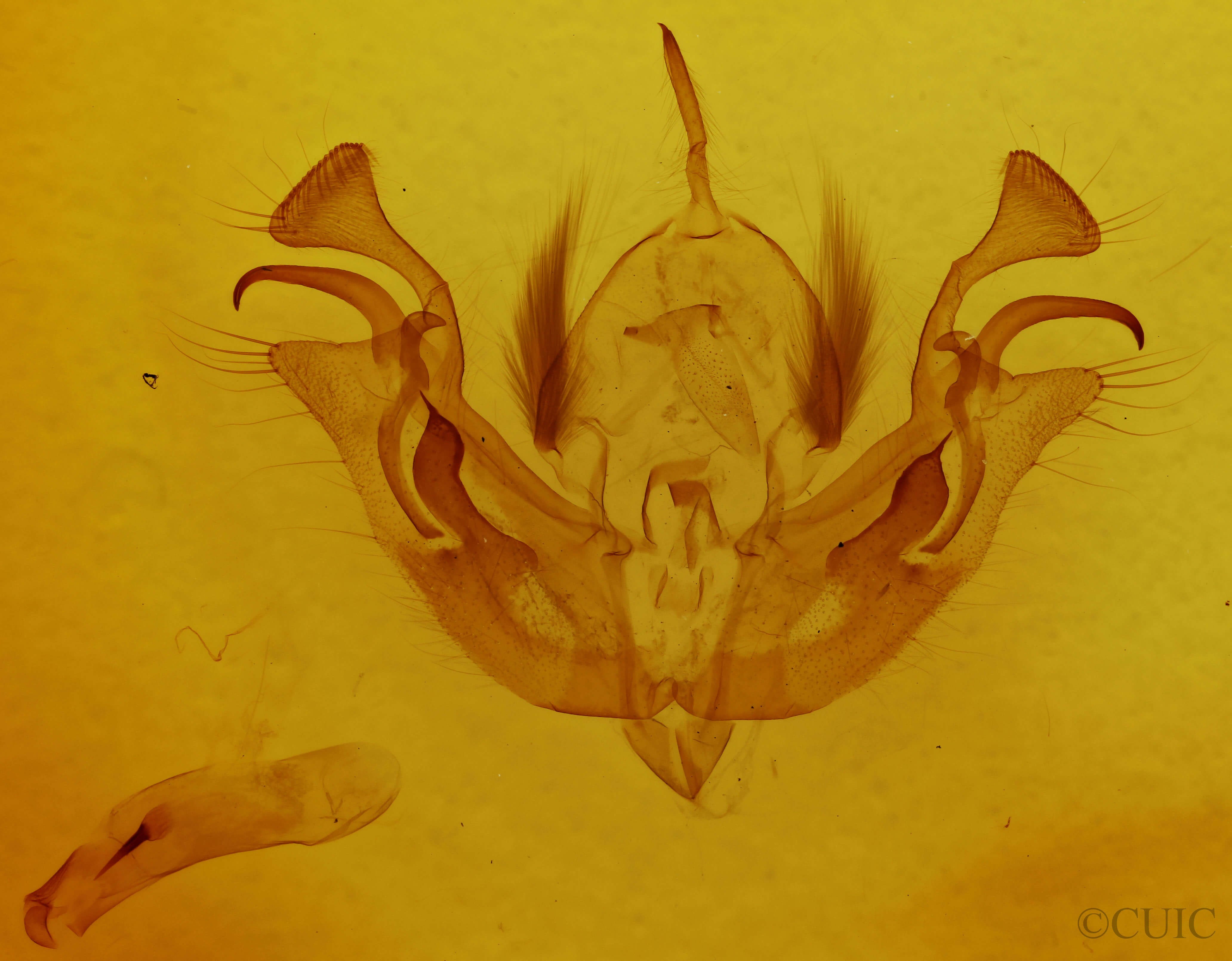 genitalia view of adult Morrisonia latex