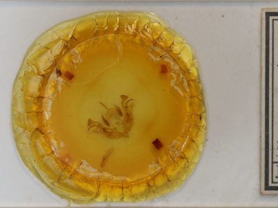 slide view of adult Morrisonia latex