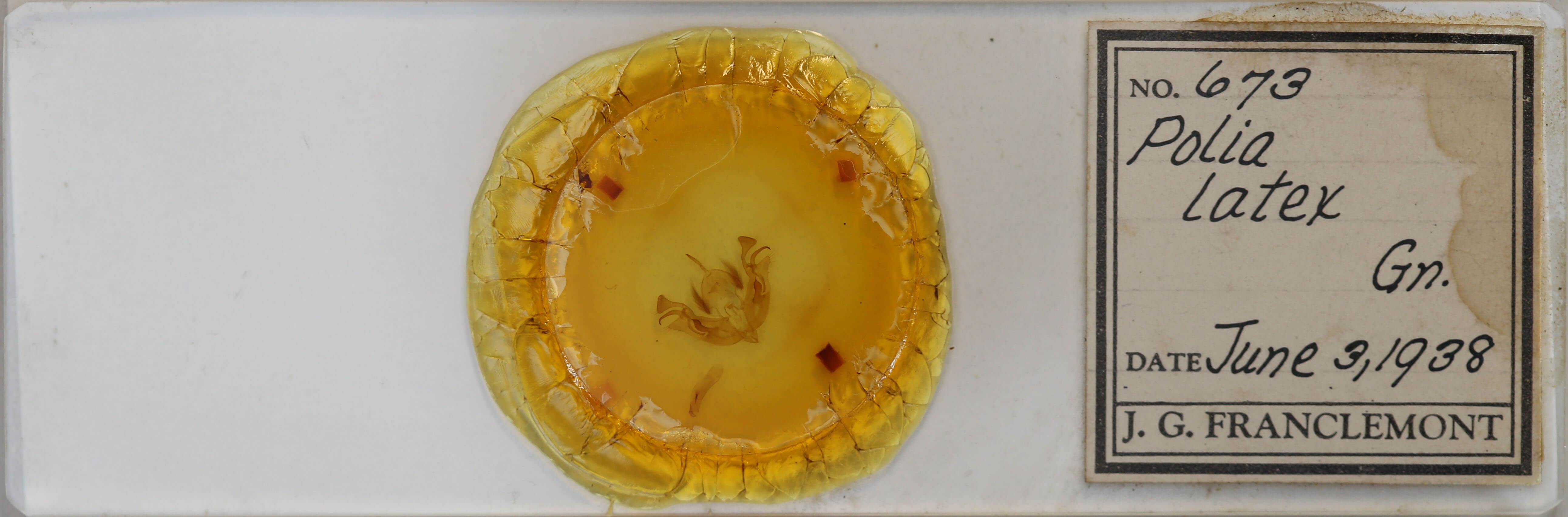 slide view of adult Morrisonia latex