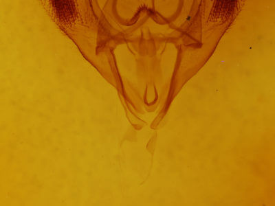 genitalia view of adult Ennomos magnaria