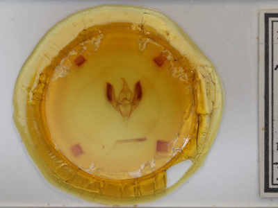 slide view of adult Ennomos magnaria