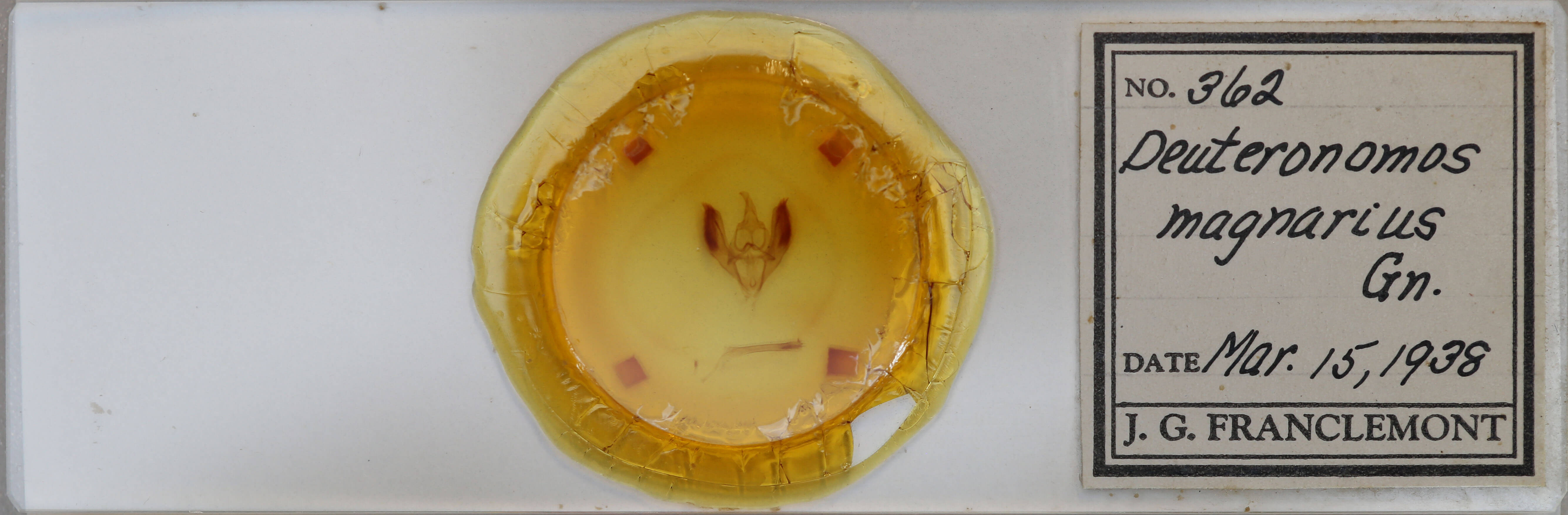 slide view of adult Ennomos magnaria