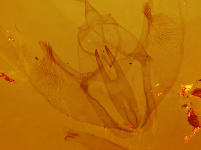 genitalia view of adult Ennomos subsignaria