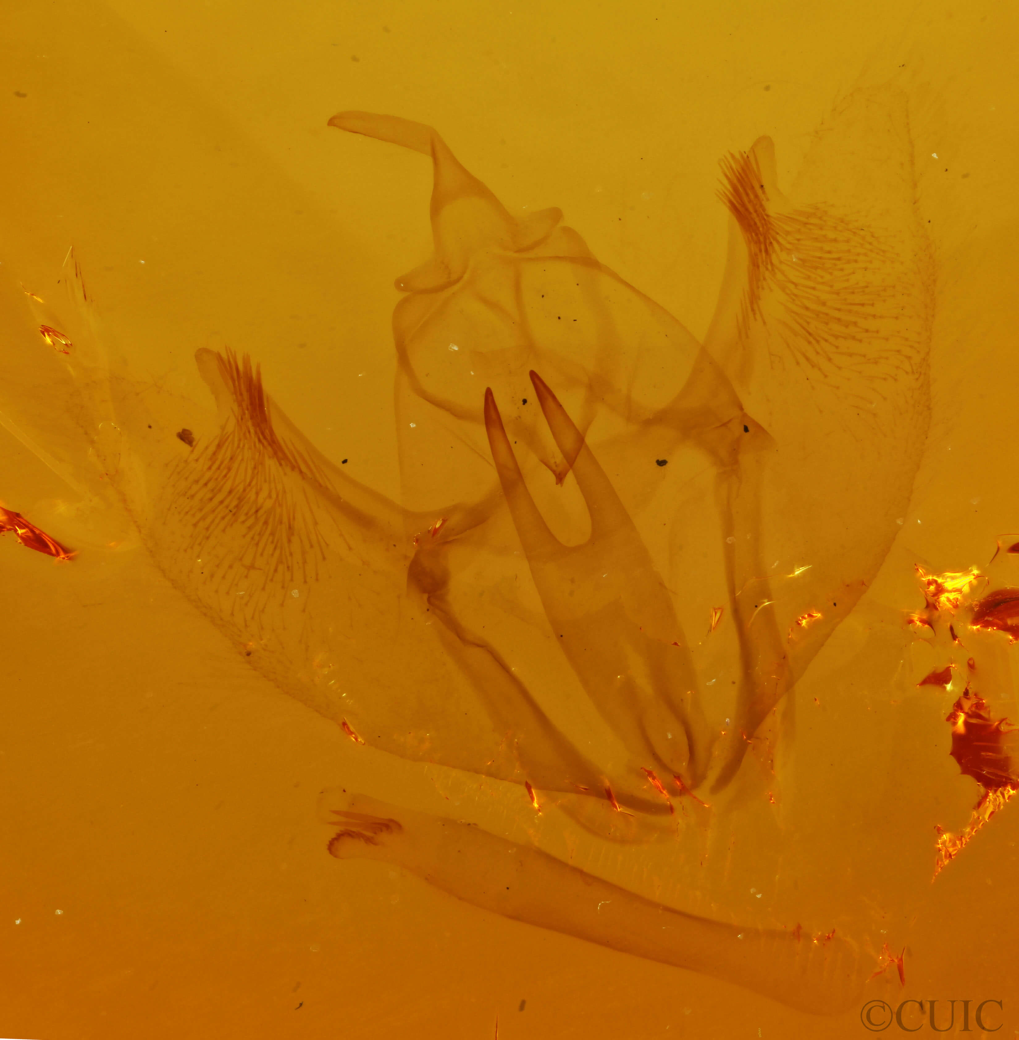 genitalia view of adult Ennomos subsignaria